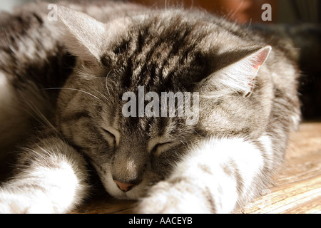 Silver tabby female cat asleep on a desk in sunlight Stock Photo