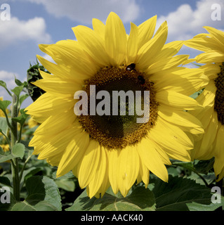 Sunflower in full bloom in British crop on a fine summer day Stock Photo