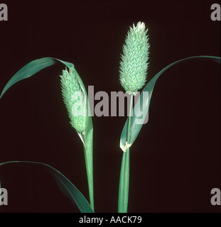Canary grass Phalaris canariensis flower spike Stock Photo
