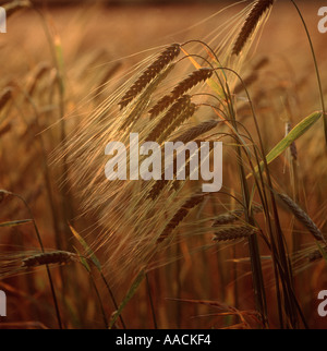 Setting sun lighting ears of two row barley crop on a summer evening Stock Photo