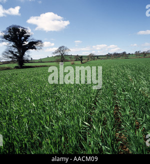 Winter sown wheat crop in early Spring Triticum aestivum Stock Photo