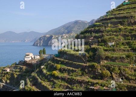 Vineyards of Manarola in the Cinque Terre National Park of Italy with Corniglia in the background Stock Photo