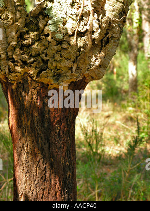 tree trunk of a corc oak with bark Stock Photo