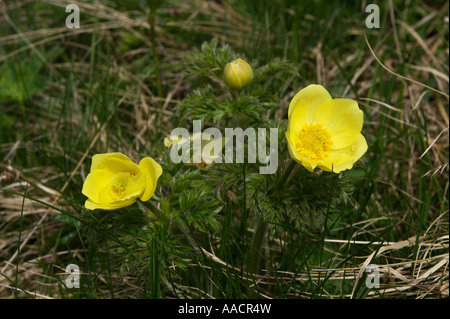 Alpine Pasqueflower (Pulsatilla alpina) Stock Photo
