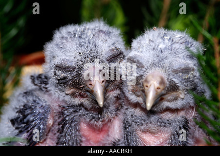 Portrait of two two-week-old Tengmalm's owl pups aegolius funereus Stock Photo