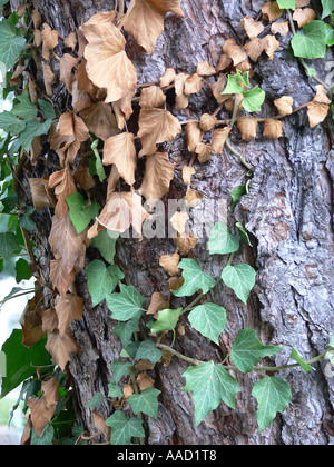 tree with ivy entwined Stock Photo