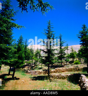 Becharee N. Lebanon Le Foret De Dieu Cedrus Libani Al-Chouf Cedar Reserve Stock Photo