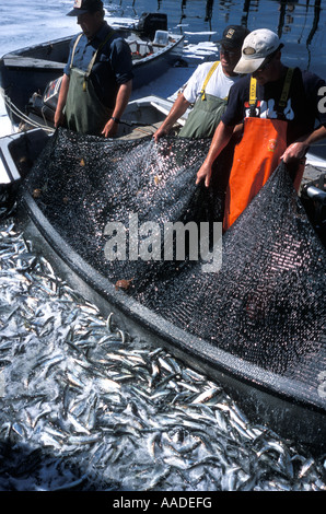 Fishing crew in the Bay of Fundy near Deer Island New Brunswick Stock Photo