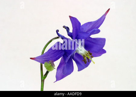 Grandma s Bonnet. Striking blue Columbine flower also called Aquilegia Stock Photo