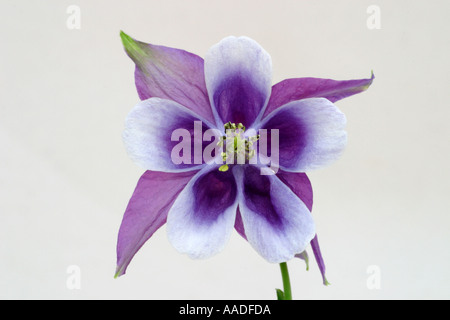 Columbine, also called Granma's Bonnet and Aquilegia. Perfect flower specimen, purple in color. Stock Photo