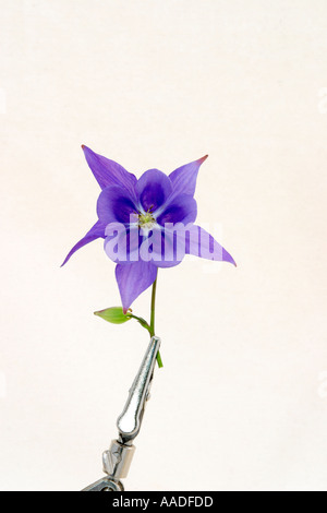 Scientific study of blue (Columbine) Aquilegia flower Stock Photo