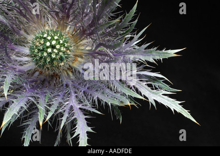 Flower head Sea Holly, Eryngium maritimum a perennial plant native to Europe and often found on sea shores. Crown like shape Stock Photo