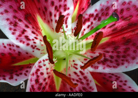 Open Stargazer lily flower Stock Photo