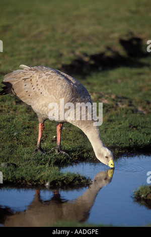 Cape Barren Goose Cereopsis novaehollandiae Photographed on Maria Island Tasmania Australia Stock Photo