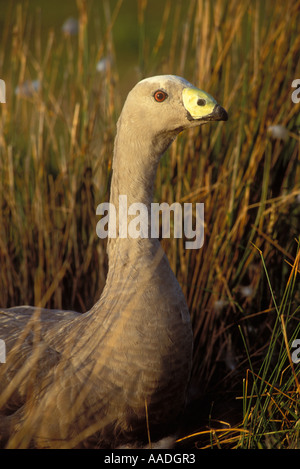 Cape Barren Goose Cereopsis novaehollandiae Photographed on Maria Island Tasmania Australia Stock Photo