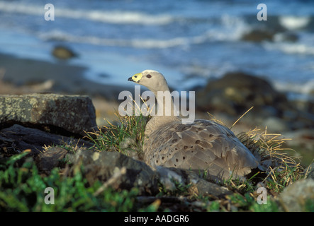 Cape Barren Goose Cereopsis novaehollandiae Photographed on Maria Island Tasamania Australia Stock Photo