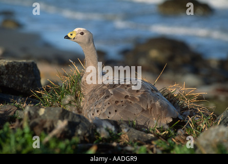 Cape Barren Goose Cereopsis novaehollandiae Adult on nest Photographed on Maria Island Tasmania Australia Stock Photo