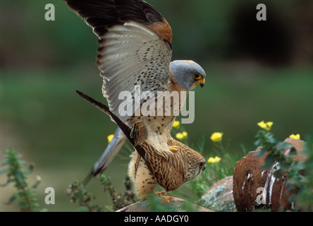 Lesser Kestrel Falco naumanni Pair mating Photographed in Spain Stock Photo