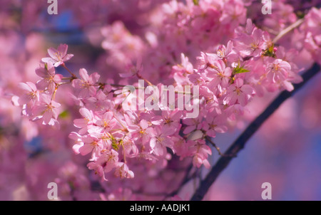 Spring Cherry Blossom Stock Photo