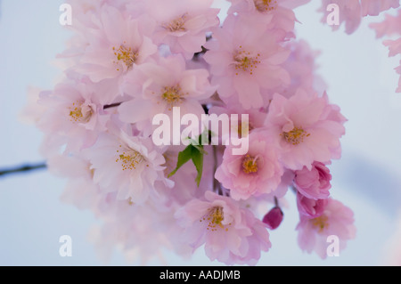 Spring Cherry Blossom Stock Photo