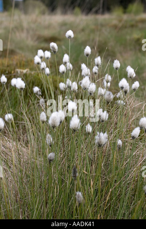 Cotton grass or Hares tail in flower Eriophorum vaginatum Kielderwater UK Stock Photo