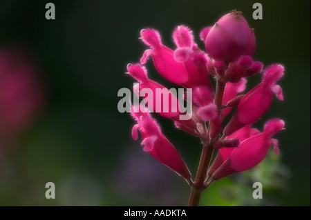 Gray Roseleaf Sage Garden Plant in Bloom. Salvia karwinskii x involucrata v. puberula Stock Photo