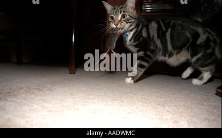 Cat Playing with mouse then killing it Stock Photo