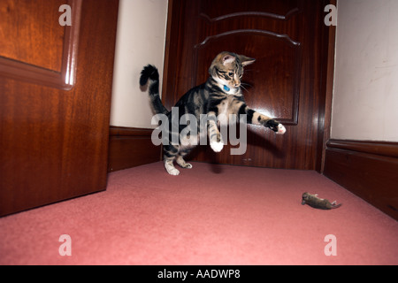 Cat Playing with mouse then killing it Stock Photo