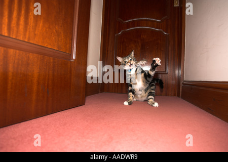 Cat Playing with mouse then killing it Stock Photo