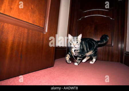 Cat Playing with mouse then killing it Stock Photo