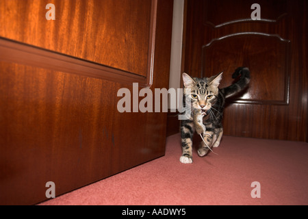 Cat Playing with mouse then killing it Stock Photo