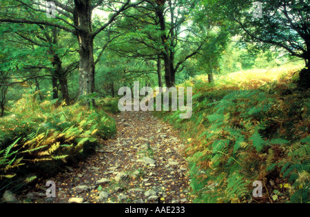 A woodland path in summer between Llyn Crafnant and Llyn Geirionydd in the Gwydir Forest as the woodland path returns to shores of Llyn Crafnant Wales Stock Photo