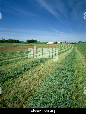 ALFALFA ORCHARD GRASS ON SWATH LEBANON PA 17042 Stock Photo - Alamy