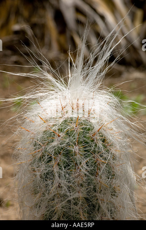 Cactus from South America that looks very old. Stock Photo