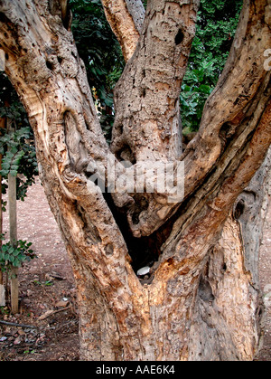 Tree smile Stock Photo