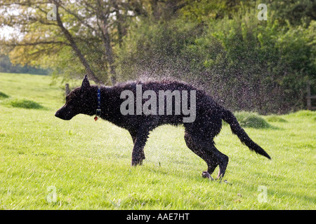 Black labrador dog cross shaking off water after swimming Stock Photo