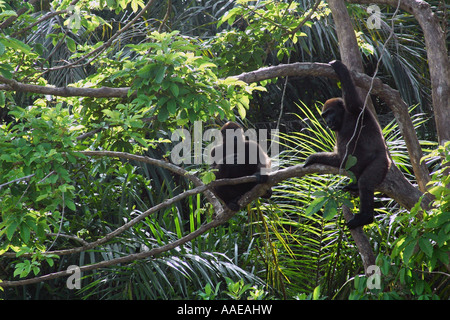 Two young western lowland gorillas in a tree on Evengue island in Gabon's Loango National Park rehabilitation project Stock Photo