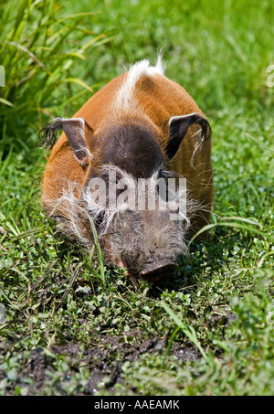 Red River Hog (cap) Stock Photo