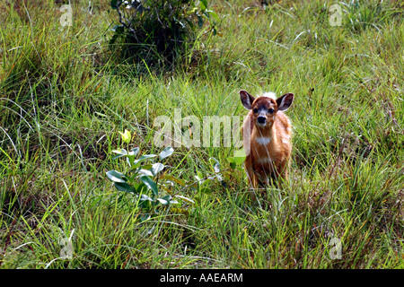 Startled young sitatunga in Gabon's Loango National Park Stock Photo