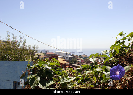 Blue Ipomea flower and Pacific ocean view in Valparaiso, Chile. Stock Photo