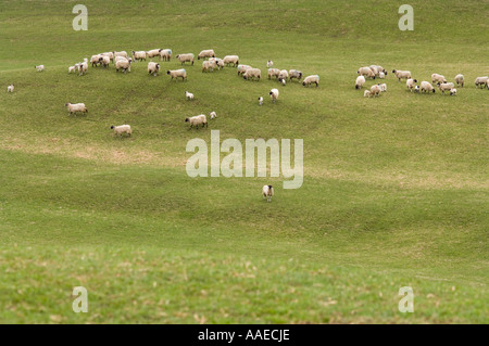 Flock of the blackface sheep, Ovis aries, on the pasture, Upper Swaledale, North Yorkshire, England, UK