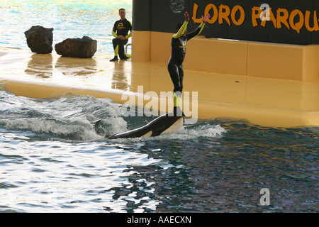 Trainer riding Orca at Orca Ocean Loro Parque Puerto De La Cruz Tenerife Stock Photo