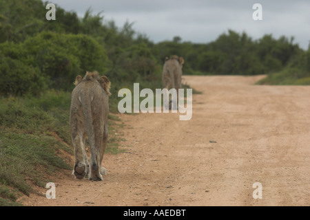 Wild lions - South Africa Stock Photo