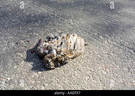 dead capercaillie hen on ground Stock Photo