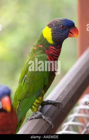 Lorikeet. Jurong Bird Park. Singapore Stock Photo - Alamy