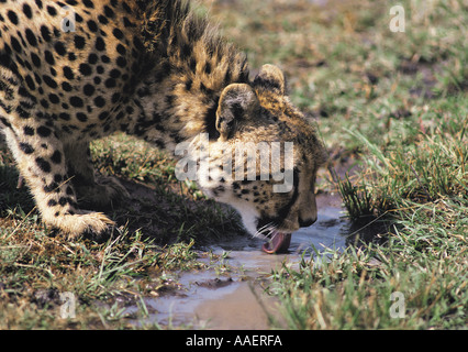 Cheetah drinking at a pool Masai Mara National Reserve Kenya East Africa Note the back turning tongue Stock Photo