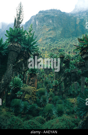 Giant Groundsel at Bujuku Hut 4000 metres Ruwenzori Mountains Uganda