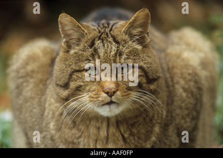 European Wild Cat (Felis silvestris), portrait of adult Stock Photo