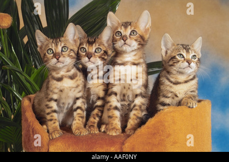 four Bengal kittens - on scratching post Stock Photo