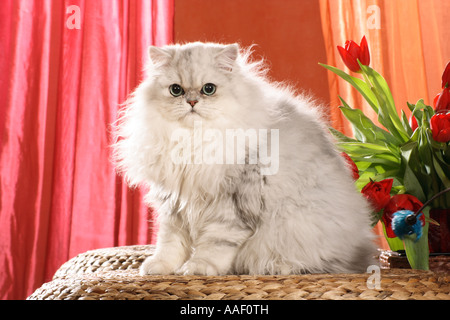 Persian cat - sitting lateral Stock Photo